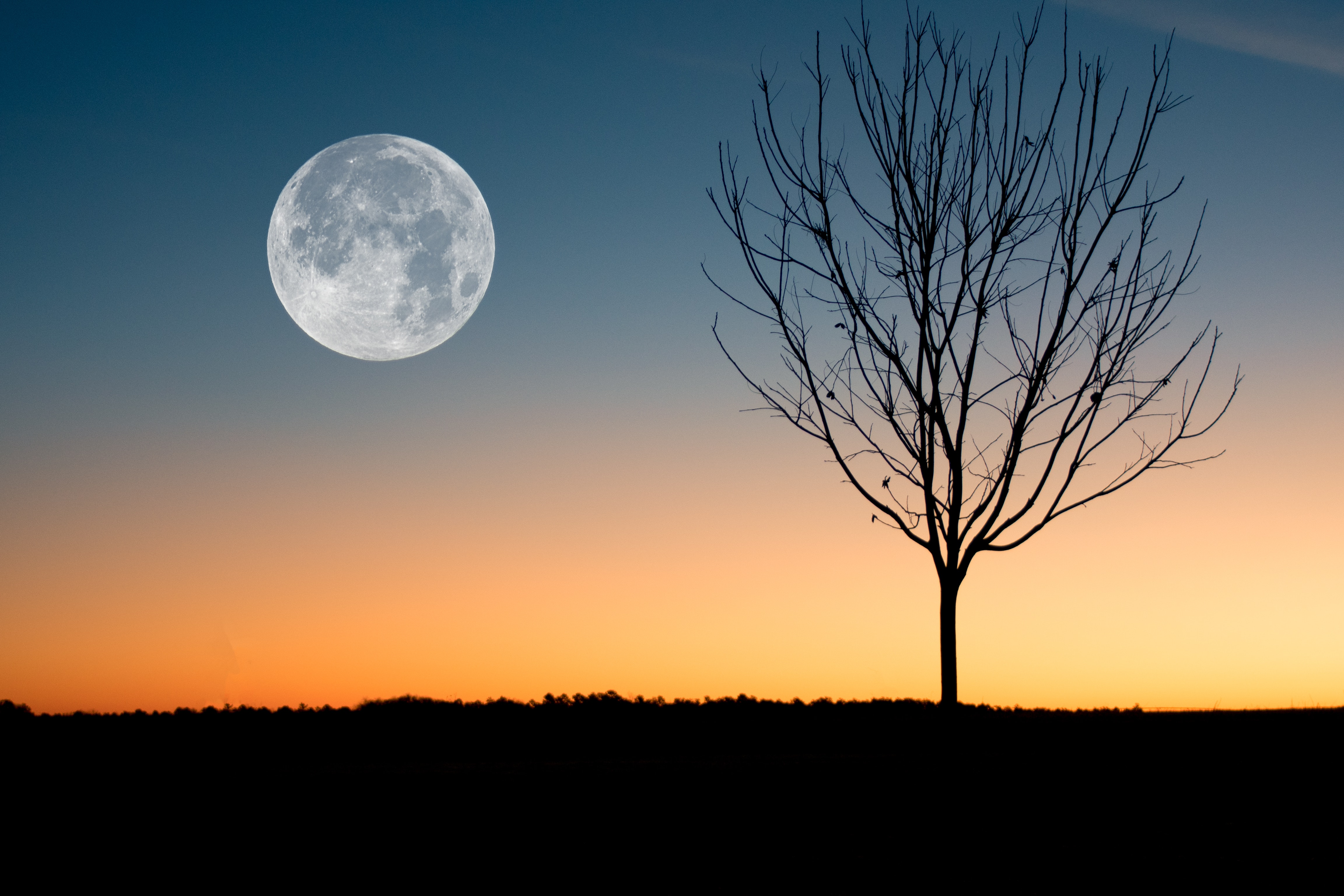 夕焼けに浮かぶ月と一本の木