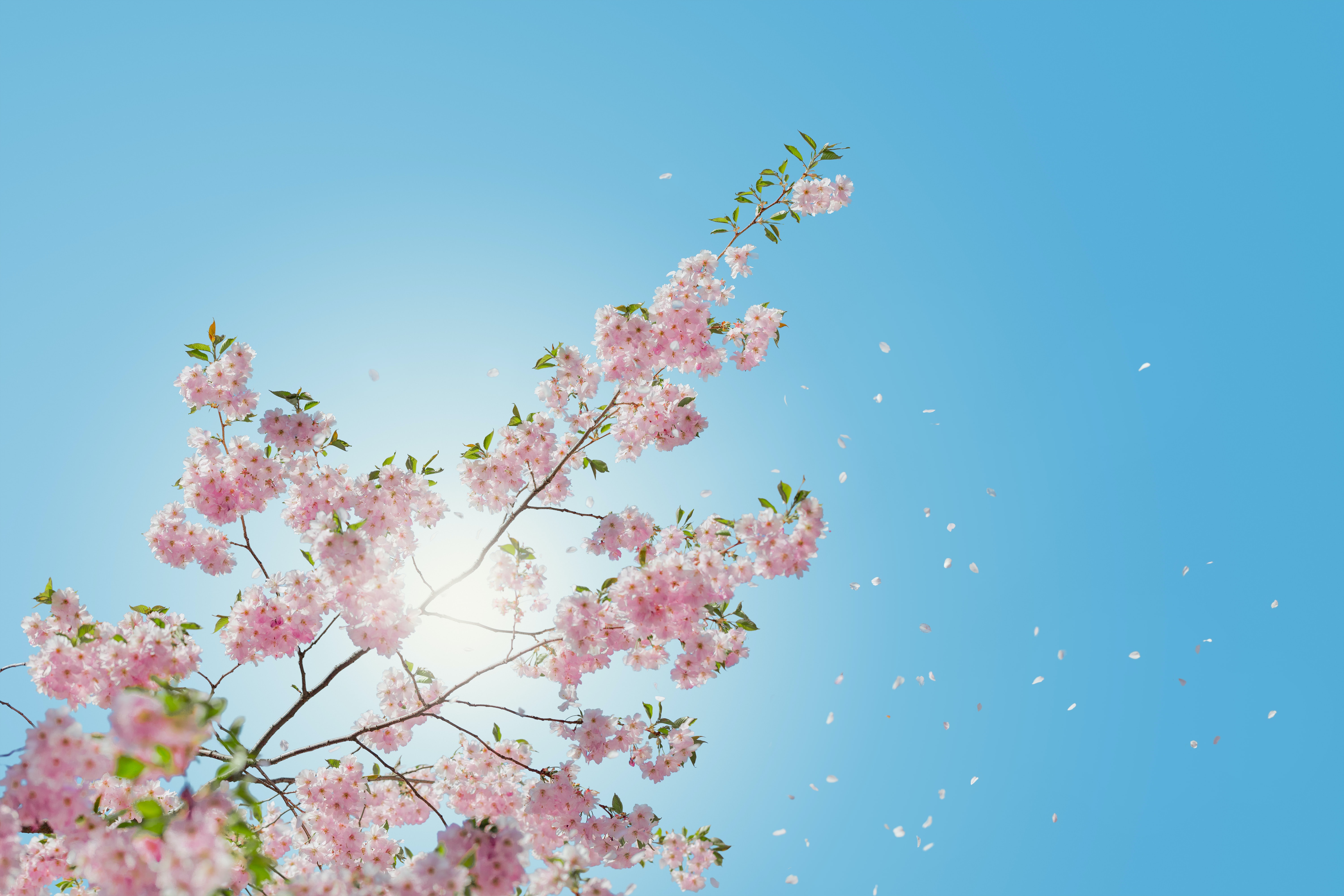 桜と青空と太陽